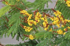 Peltophorum pterocarpum